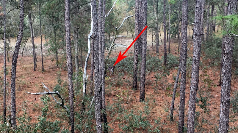 Arrow indicates the Deer Rump decoy