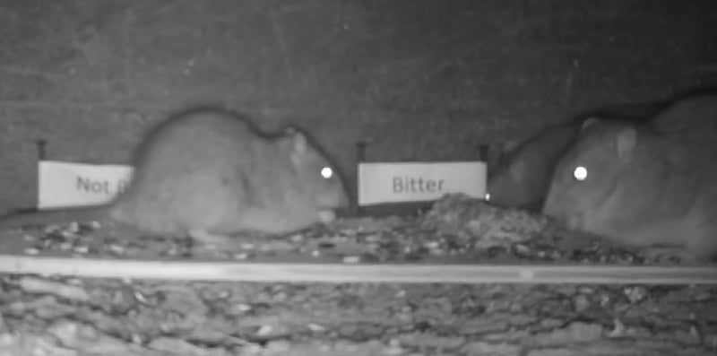 Will the World’s Most Bitter Chemical Repel Rats? Will the World’s Most Bitter Chemical Repel Rats?