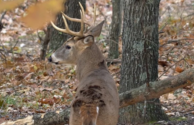 Jeff Sturgis’s Top 5 Deer Hunting Myths Jeff Sturgis’s Top 5 Deer Hunting Myths