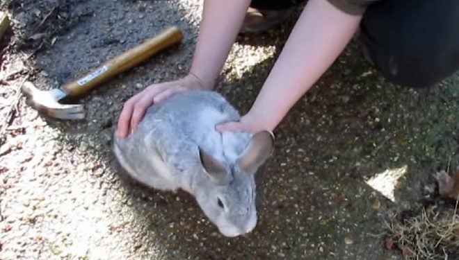 Watch: How to Harvest and Process a Rabbit