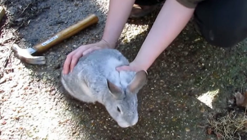Watch: How to Harvest and Process a Rabbit Watch: How to Harvest and Process a Rabbit