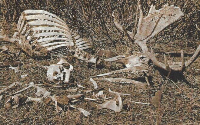 Intermingled Bones of Moose and Man