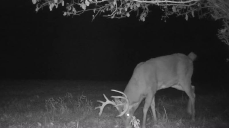Why Hunters Shouldn’t Plant & Hunt Food Plots Why Hunters Shouldn’t Plant & Hunt Food Plots