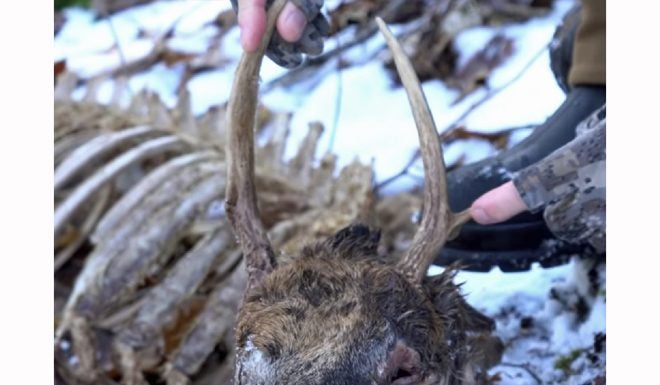 Should Deer Hunters Shoot ‘Cull Bucks?’