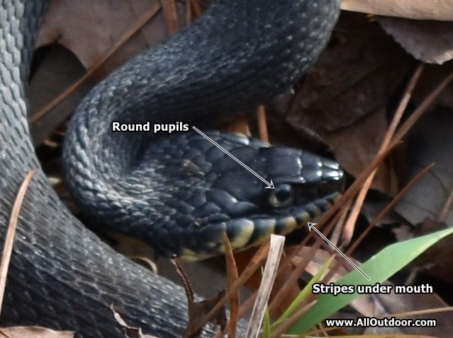 Texas banded water snake