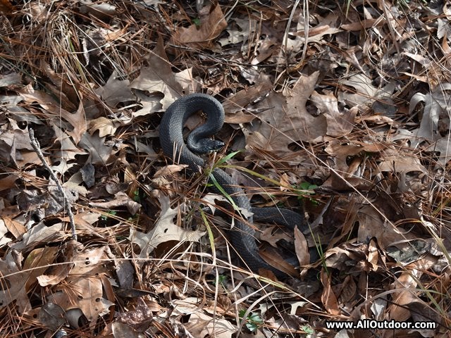 Nonvenomous Water Snake or Cottonmouth?