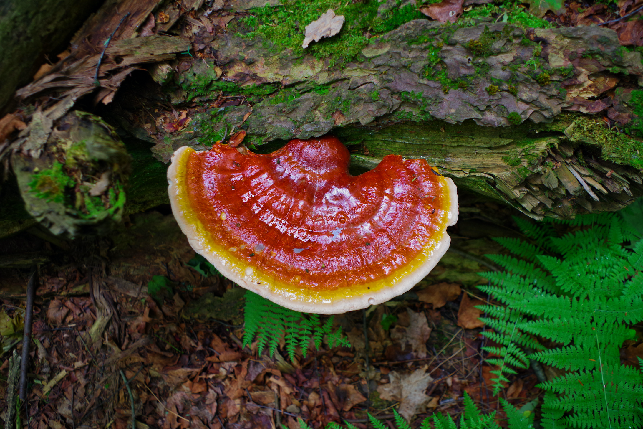 survival mushrooms tinctures