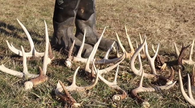 How to Get Better at Hunting Shed Antlers