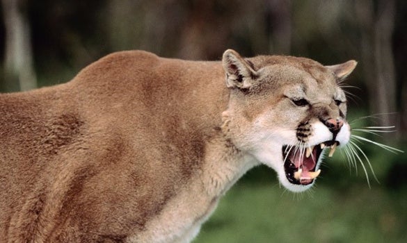 This Guy Strangled the Mountain Lion That Attacked Him