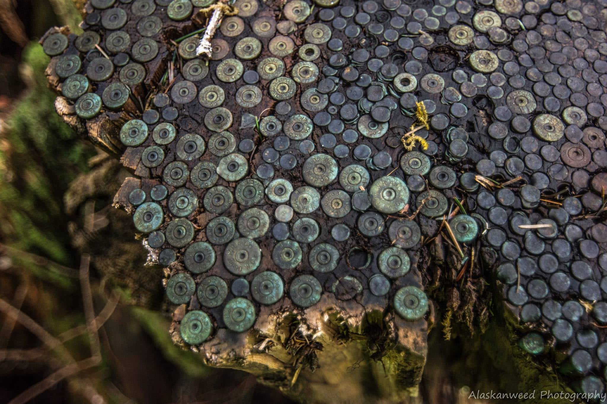 Dozens of centerfire cases are mixed with many rimfire shells.