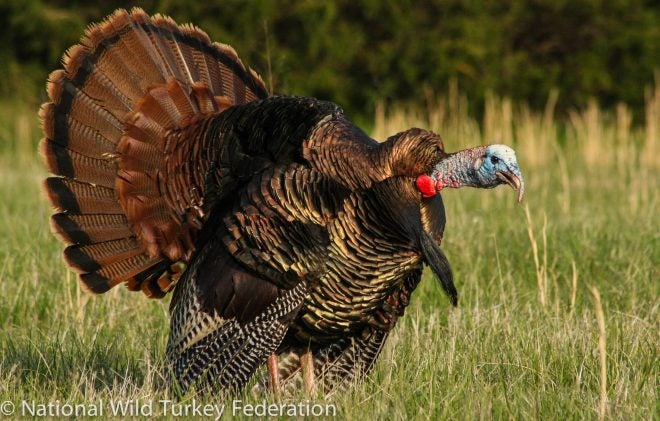 Top 10 Guns for Turkey Hunting (10th – 6th Place)