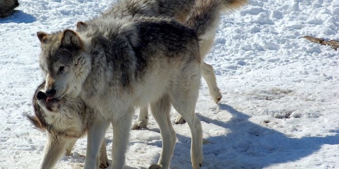 Gray Wolf Seasons are Coming Back Across the Lower 48