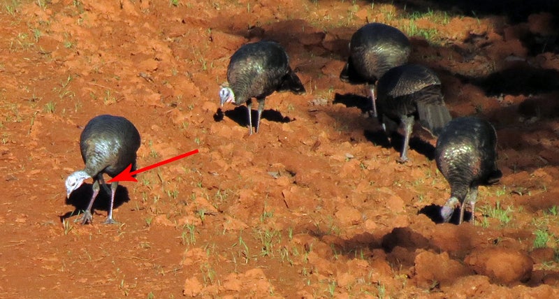 A wild turkey hen with a beard.