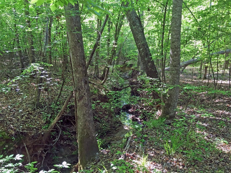 What's prettier than a hardwood creek bottom in the spring?