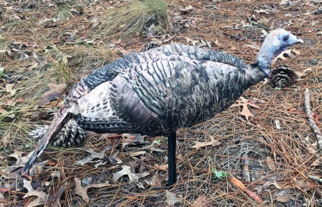 Montana Decoy Miss Purr-Fect 3D Turkey Hen Decoy Review