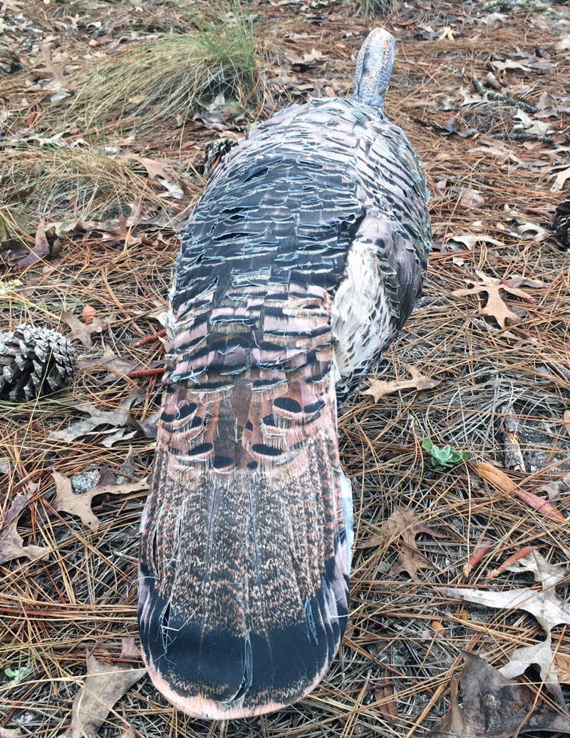 Miss Purr-Fect 3D Turkey hen decoy upright looker pose from rear.