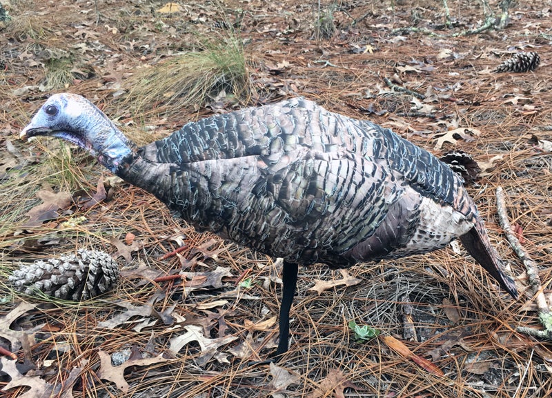 Miss Purr-Fect 3D Turkey hen decoy upright looker pose.