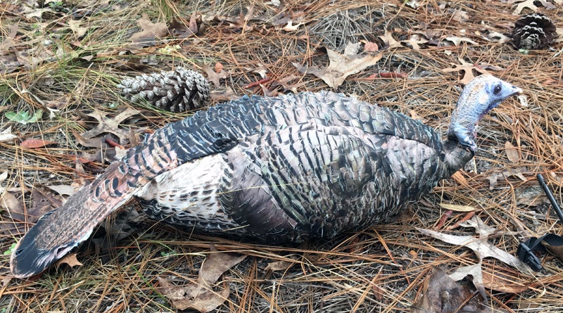 Miss Purr-Fect 3D Turkey hen decoy in the "breeder pose."