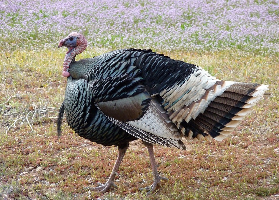 Merriam's wild turkey.