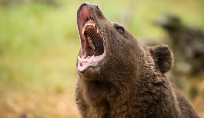 Montana Teenager Fights Charging Grizzly; Somehow Manages to Walk Away