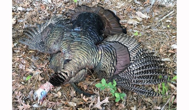 Grieving With Gobblers