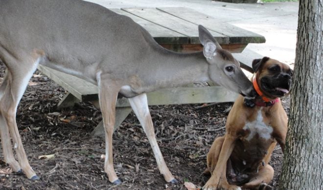 Whitetail Doe Lived 20 Years as ‘Farm Guest’