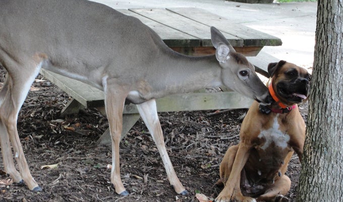 Whitetail Doe Lived 20 Years as ‘Farm Guest’ Whitetail Doe Lived 20 Years as ‘Farm Guest’