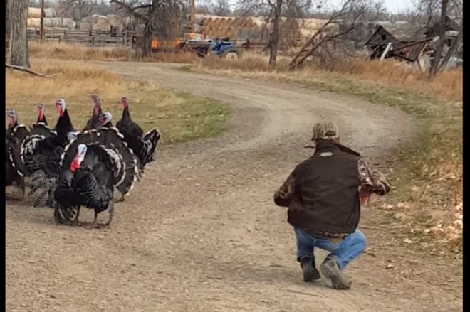 Is This Guy the Turkey Whisperer?