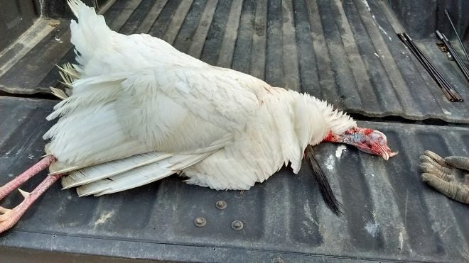 Georgia Hunter Takes White Wild Turkey