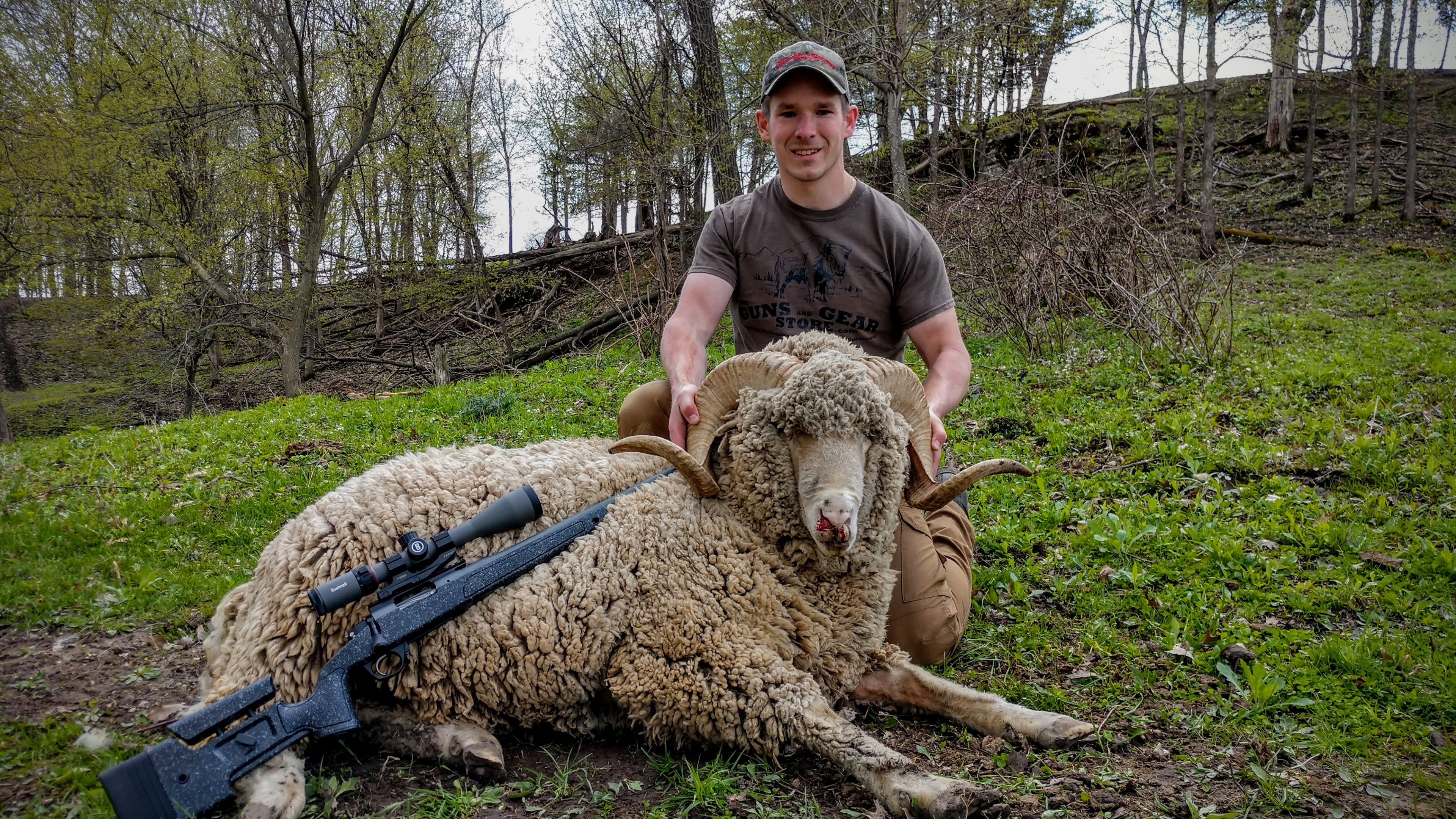 rambouillet sheep