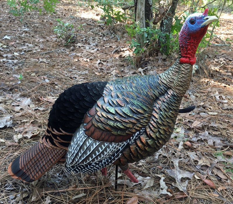 The small beard pokes out and is easy to see from a distance.