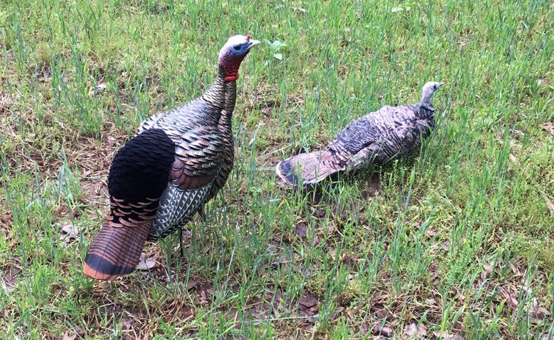 Avian-X HDR Jake turkey decoy with Miss Purr-Fect hen decoy.