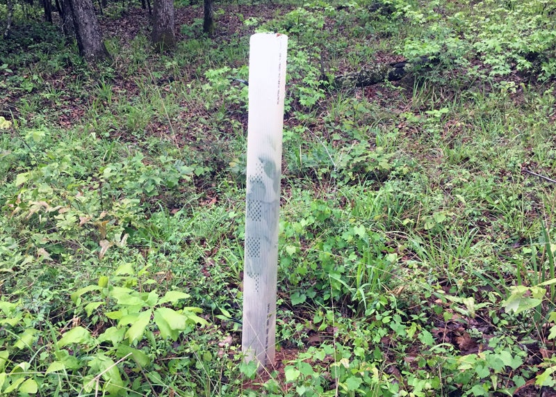 Tree 2. The corrugated plastic grow tube protects the tender leaves from grazing deer -- and prevents bucks from use them as antler rubs.
