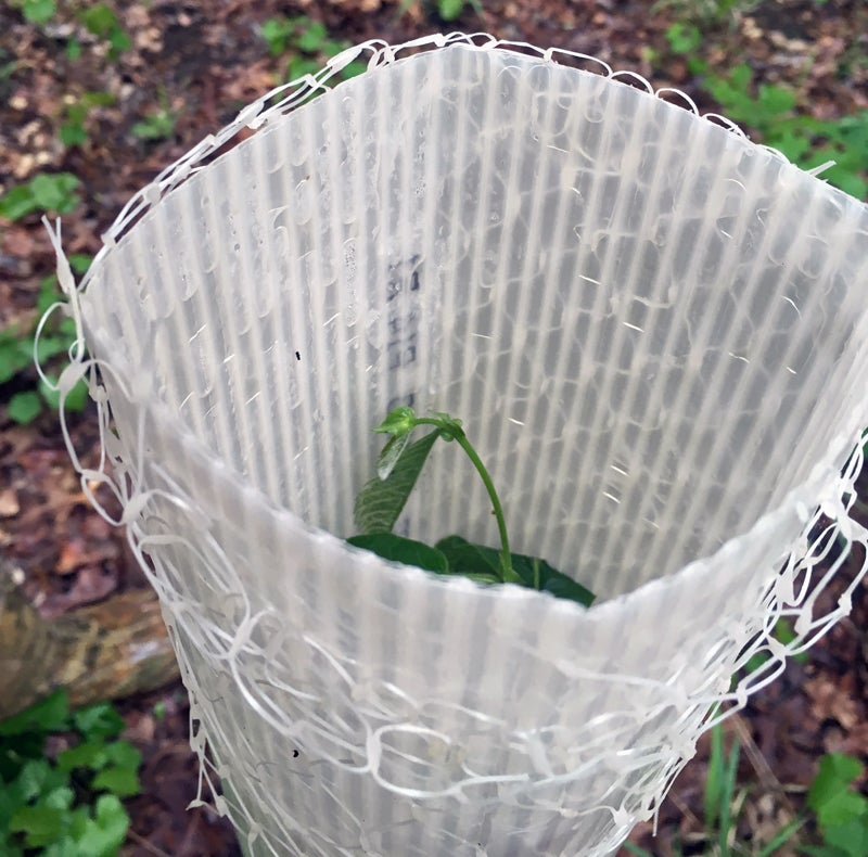 Tree 4 is now the closest to the top of the grow tube.