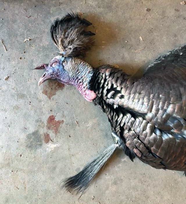 This is the first photo I saw of Colby's unusual turkey.