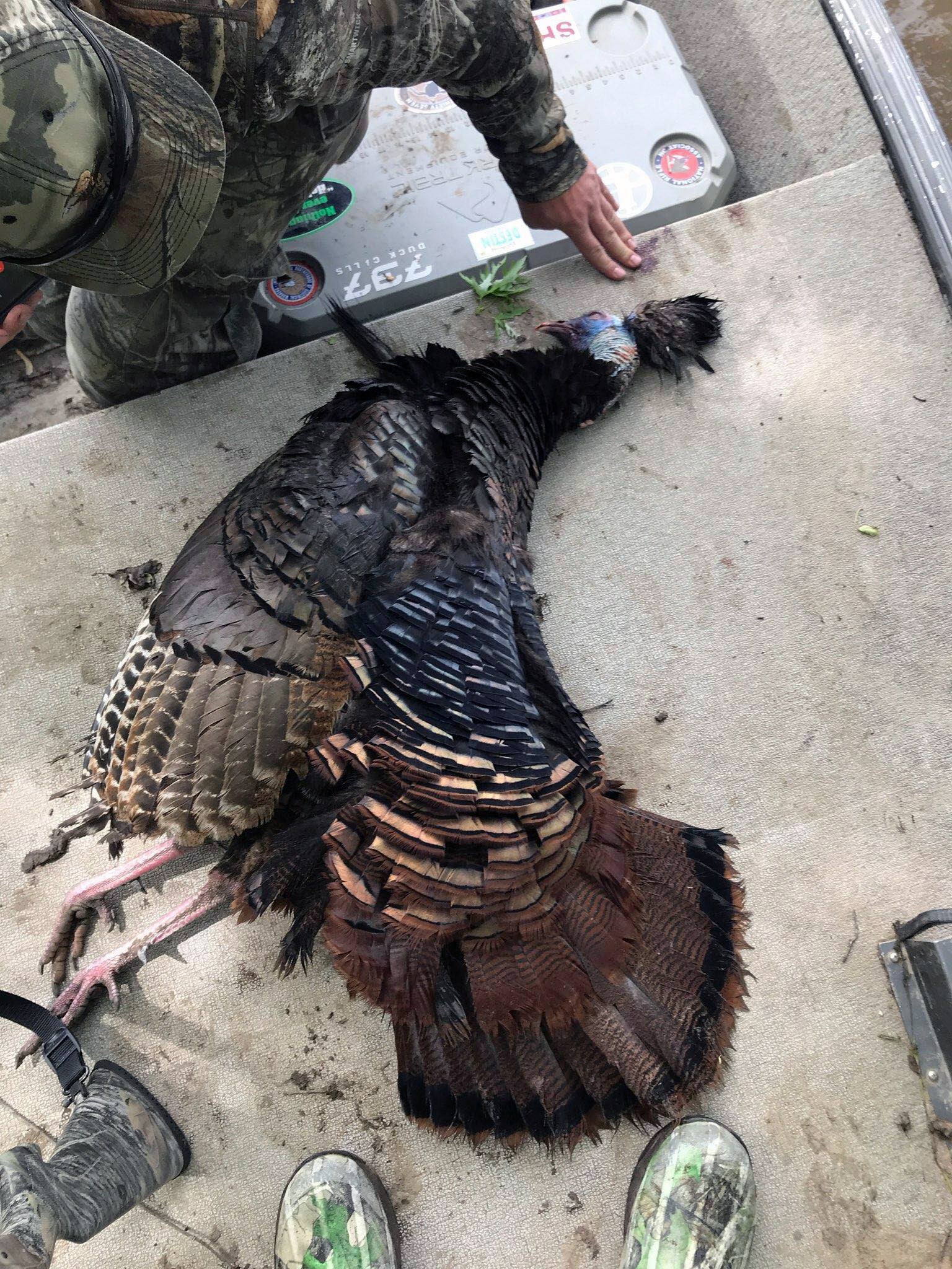 The weird gobbler weighed a bit more than 21 pounds and its spurs were more than one inch long.