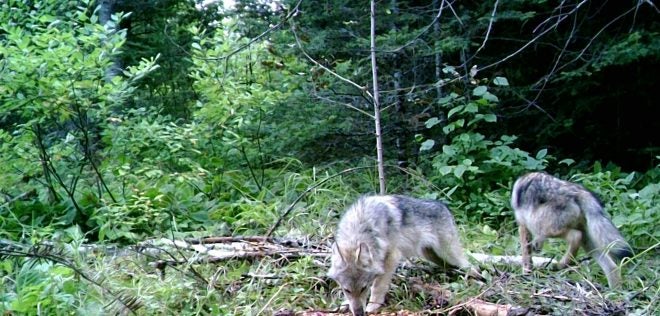 Hearing to Delist Wolves from Endangered Species Set