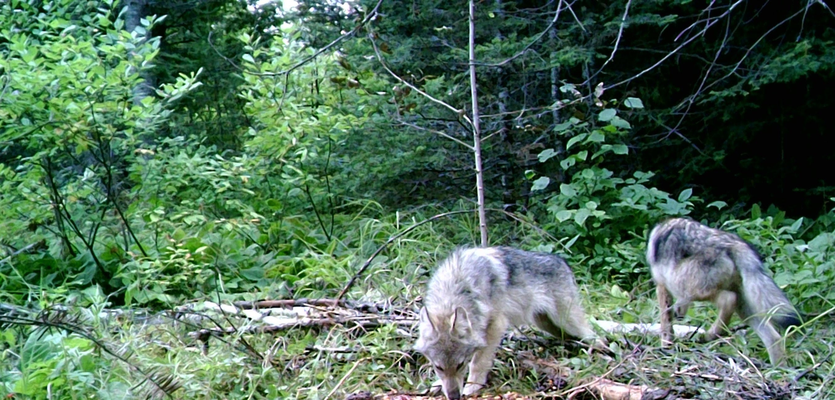 Hearing to Delist Wolves from Endangered Species Set Hearing to Delist Wolves from Endangered Species Set