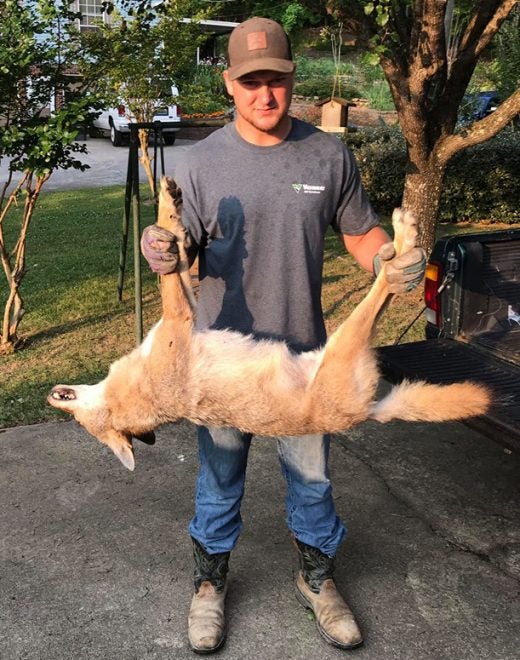 Alabama Coyote Enters House, Kills Pet Cat