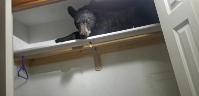 Bear Found Napping on Closet Shelf