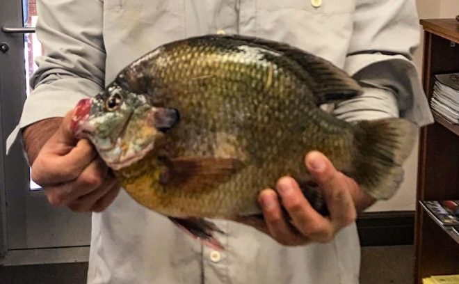 Colorado's Biggest Bluegill EVER 