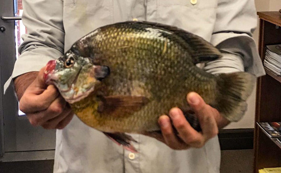 Colorado’s Biggest Bluegill EVER Colorado’s Biggest Bluegill EVER