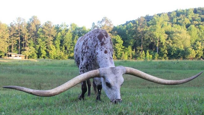 Alabama Longhorn’s Horns Set World Record