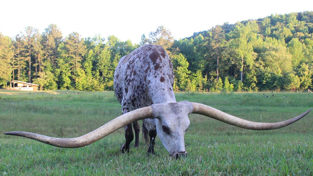 Alabama Longhorn’s Horns Set World Record Alabama Longhorn’s Horns Set World Record