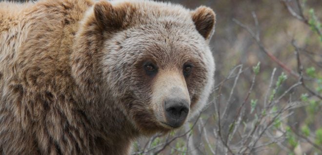 Grizzly Bears to be Placed BACK on Endangered Species List