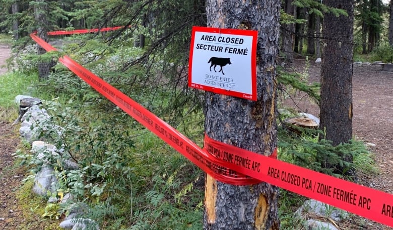 Wolf Attack: Fellow Camper Saves Family of 4 Wolf Attack: Fellow Camper Saves Family of 4