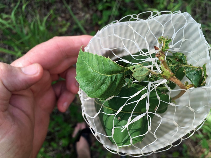 Top view of chestnut tree two. (Photo © Russ Chastain)