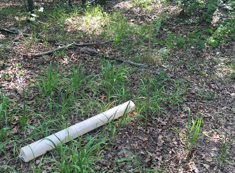 Chestnut tree number three's grow tube had been removed... but by whom or what? (Photo © Russ Chastain)