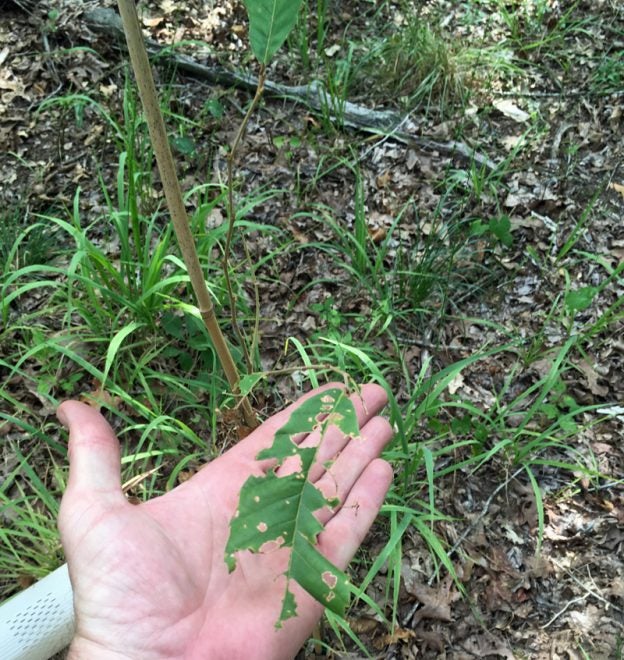 Dunstan Chestnut Tree Update August 2019