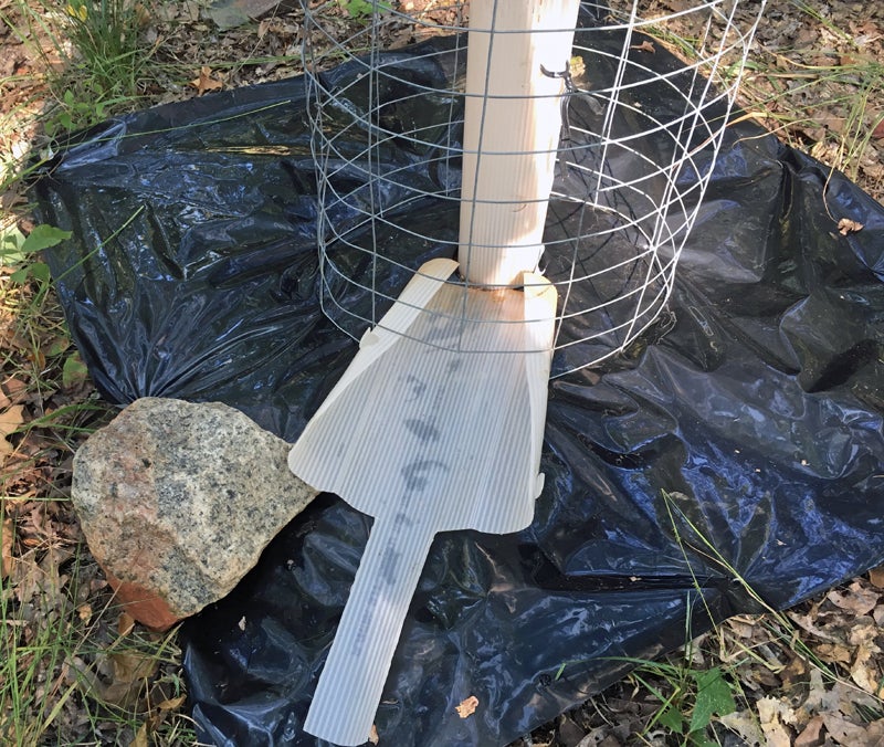 Plastic "flume" to direct water to the tree's base. (Photo © Russ Chastain)